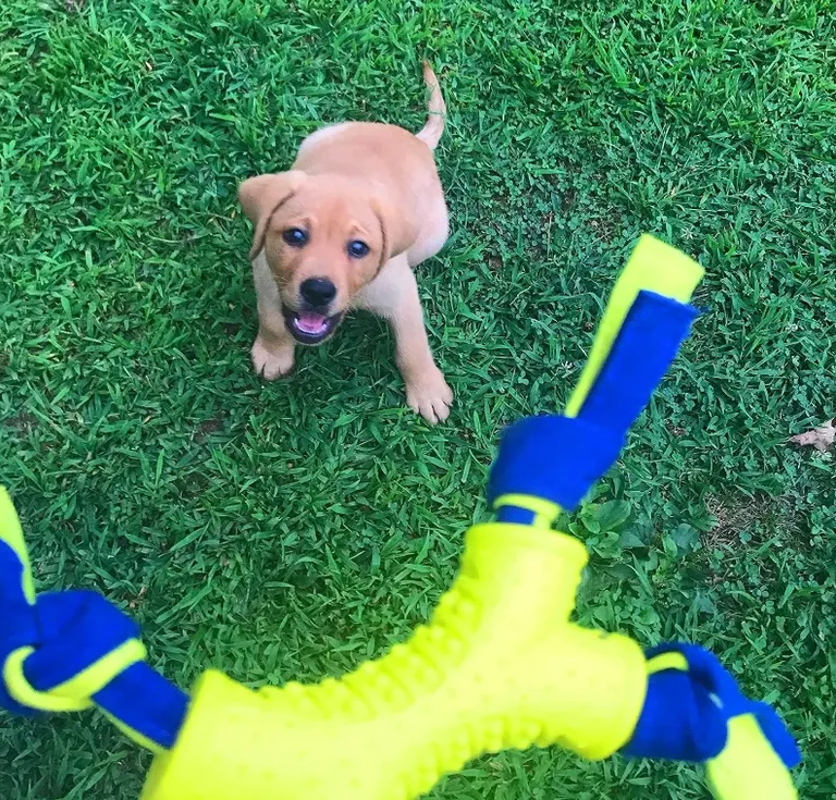 Nylabone Power Play Shake-a-Toss Dog Toy Dog Toy Small Photo 4