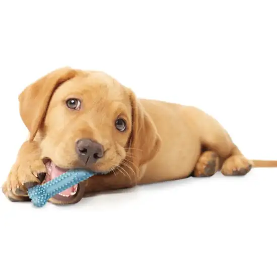 Nylabone Puppy Chew Dental Bone Chew Toy - Blue Photo 5