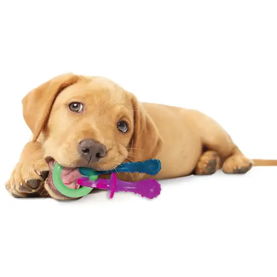 Nylabone Puppy  Chew Teething Pacifier Photo 6