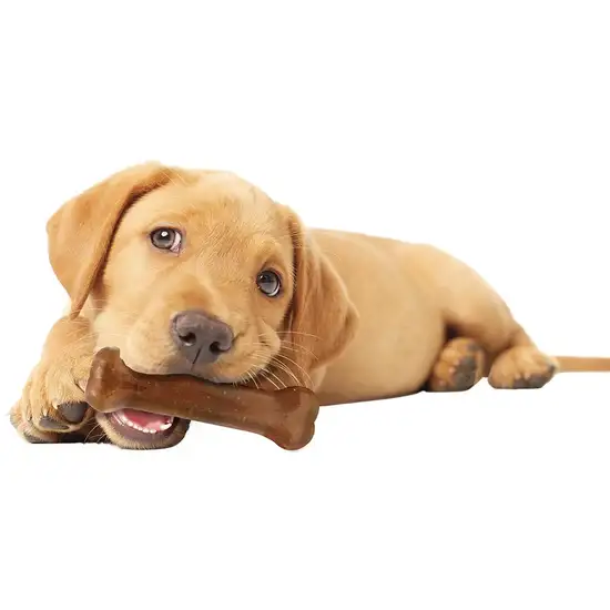 Nylabone Puppy Starter Kit Photo 4