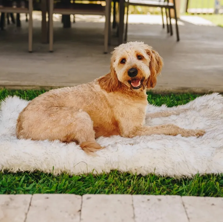 Paw PupRug Orthopedic Dog Bed White Small / Medium Photo 1