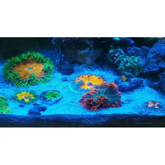 Penn Plax LED Light Up Sea Anemone with Remote Control Photo 2