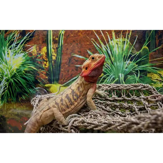 Penn Plax Reptology Natural Lizard Lounger Photo 2