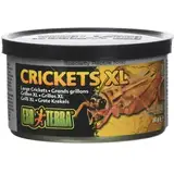 Reptile Crickets and Insects Photo