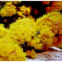 Photo of Seachem Reef Advantage Magnesium