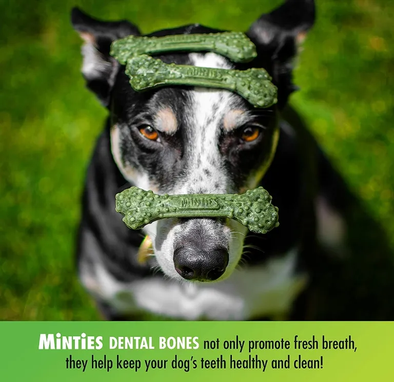 Sergeants Minties Dental Treats for Dogs Tiny Small Photo 3