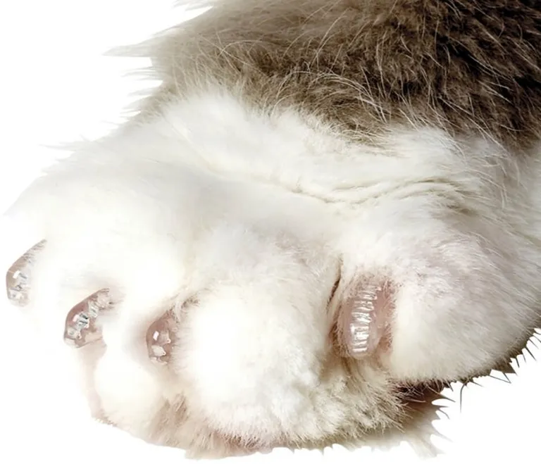 Soft Claws Nail Caps for Cats Clear Photo 4