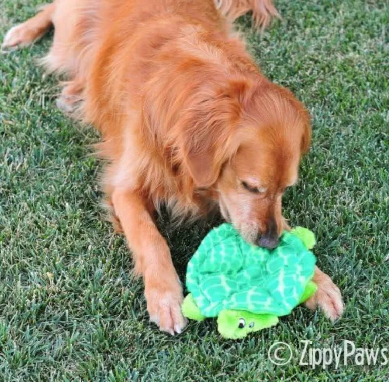 ZippyPaws Squeakie Crawler SlowPoke the Turtle Toy Photo 3