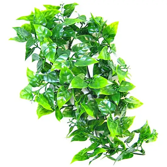 Zoo Med Mexican Phyllo Bush Plant Large Photo 3