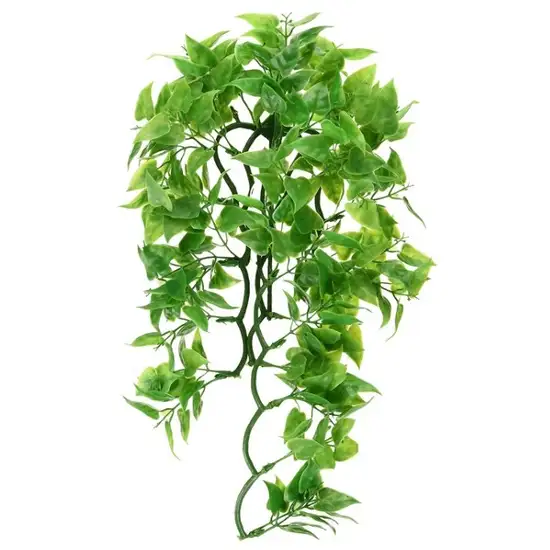 Zoo Med Mexican Phyllo Bush Plant Large Photo 2