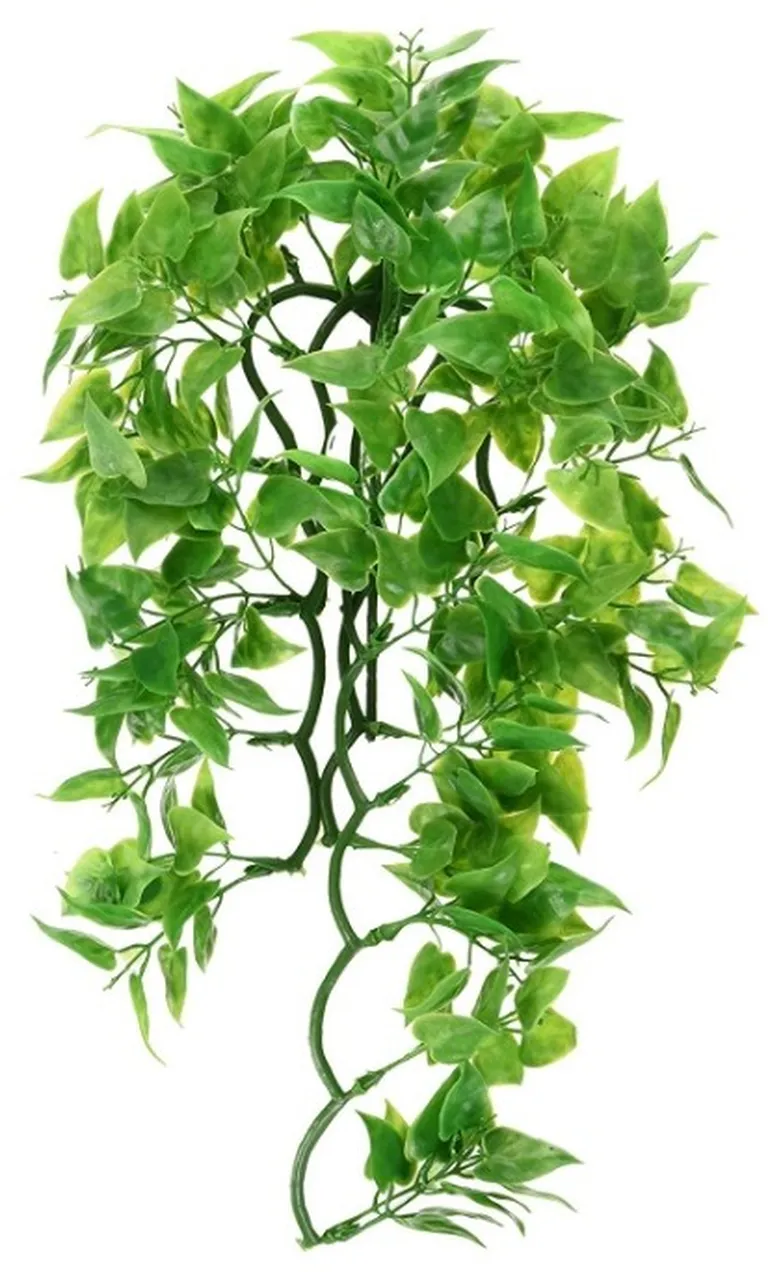 Zoo Med Mexican Phyllo Bush Plant Large Photo 2